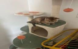 Brazilian Shorthair cats for sale: Beautiful golden British short hair female - Image 3