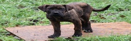 Presa Canario dogs for sale: Presa Canario Puppies (Recognised Breeder) - Advert 5