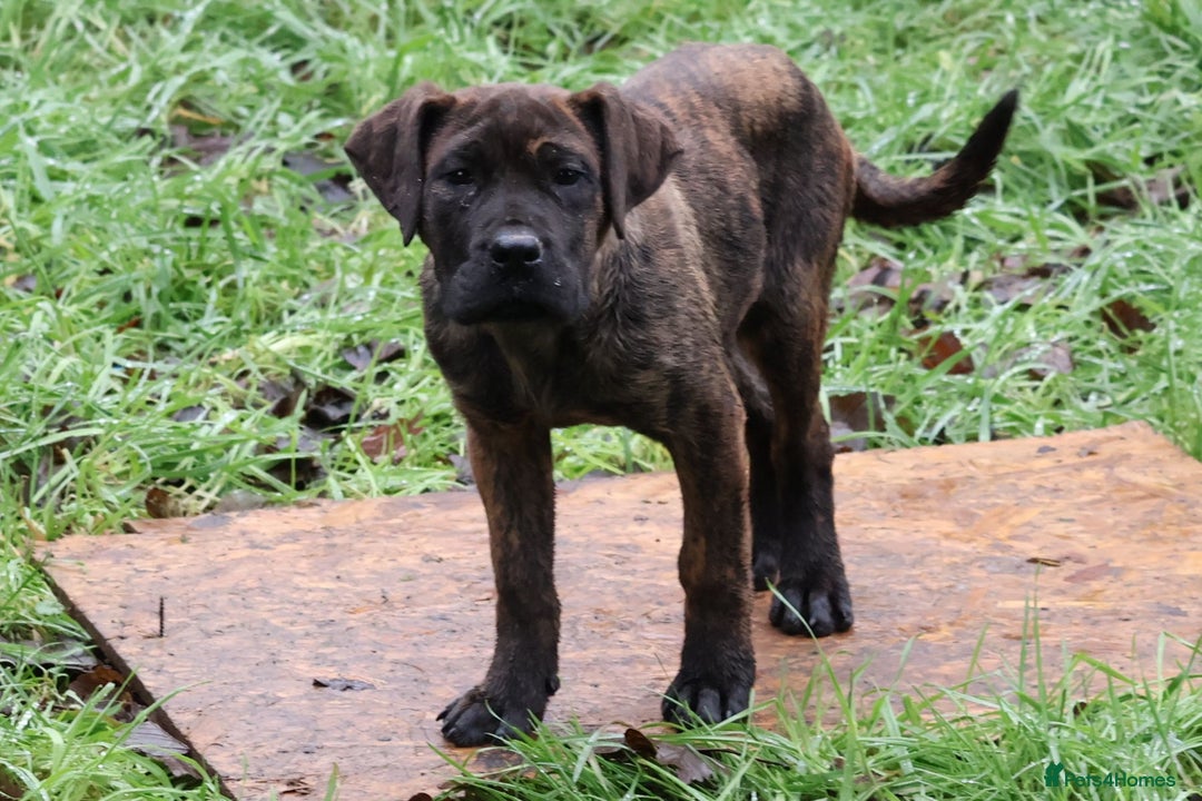 Presa Canario dogs for sale: Presa Canario Puppies (Recognised Breeder) - Advert 5