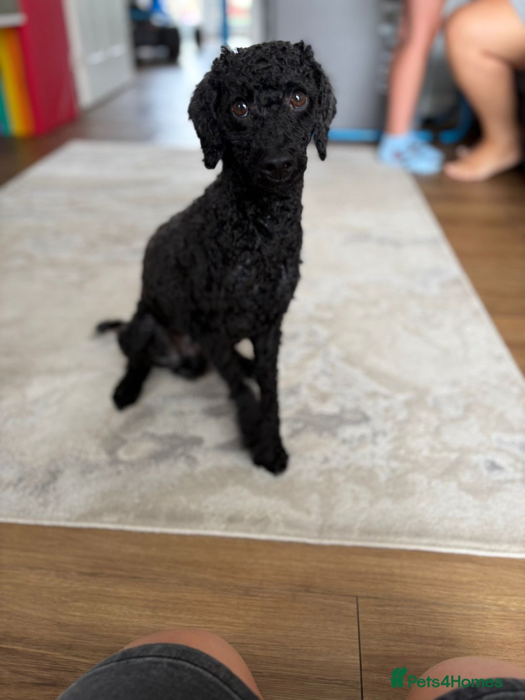 Toy Poodle dogs for sale: Toy Poodle  - Image 7