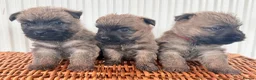Cairn Terrier dogs for sale: Stunning KC reg cairn terrier pups  - Advert 6