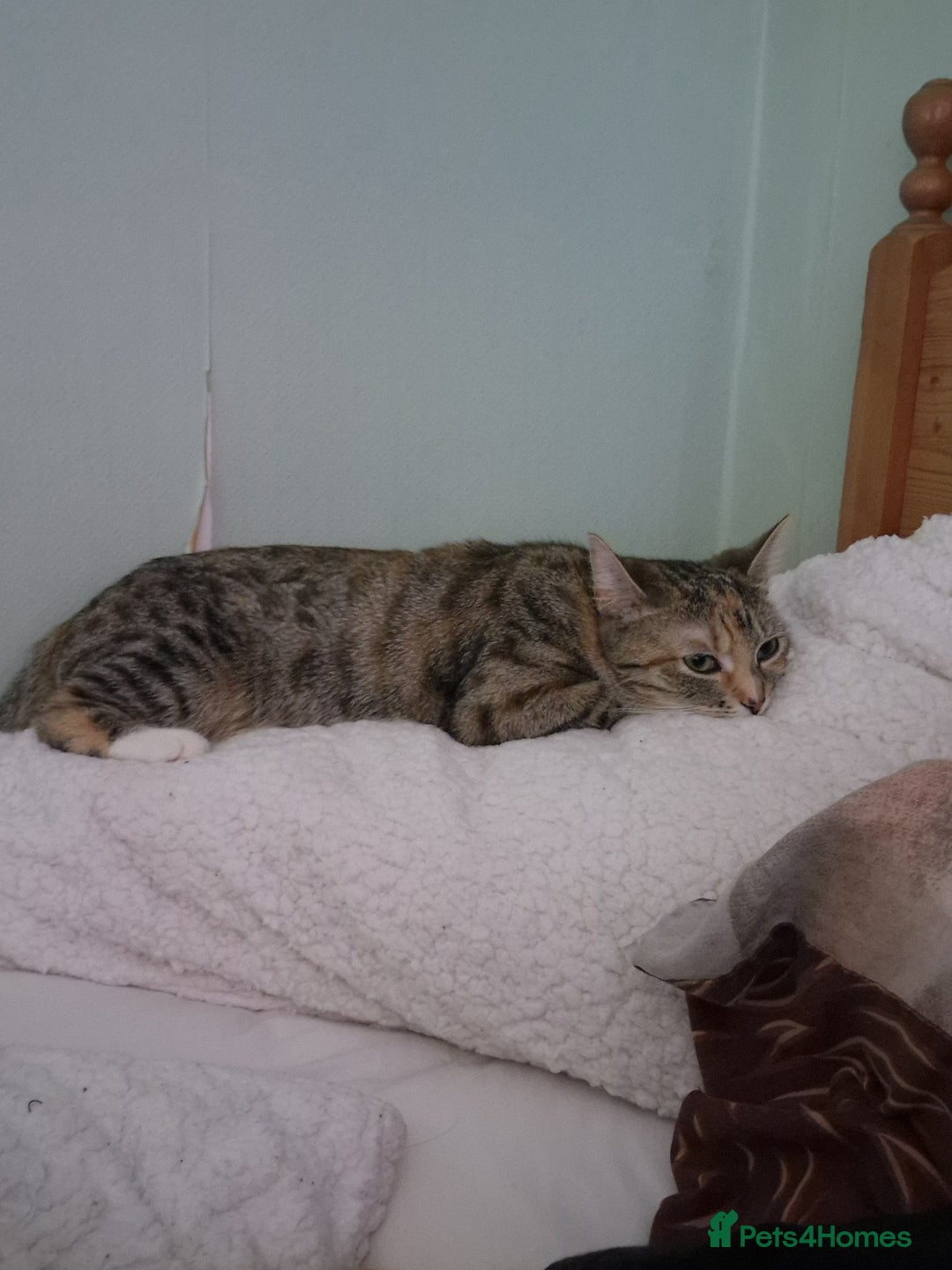 Bengal cats for sale: Lunna - Advert 5