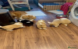 Border Collie dogs for sale: DUE 1st August Border collie Puppies - Image 35