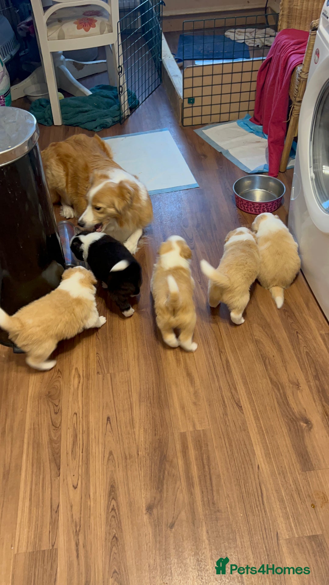 Border Collie dogs for sale: DUE 1st August Border collie Puppies - Image 35