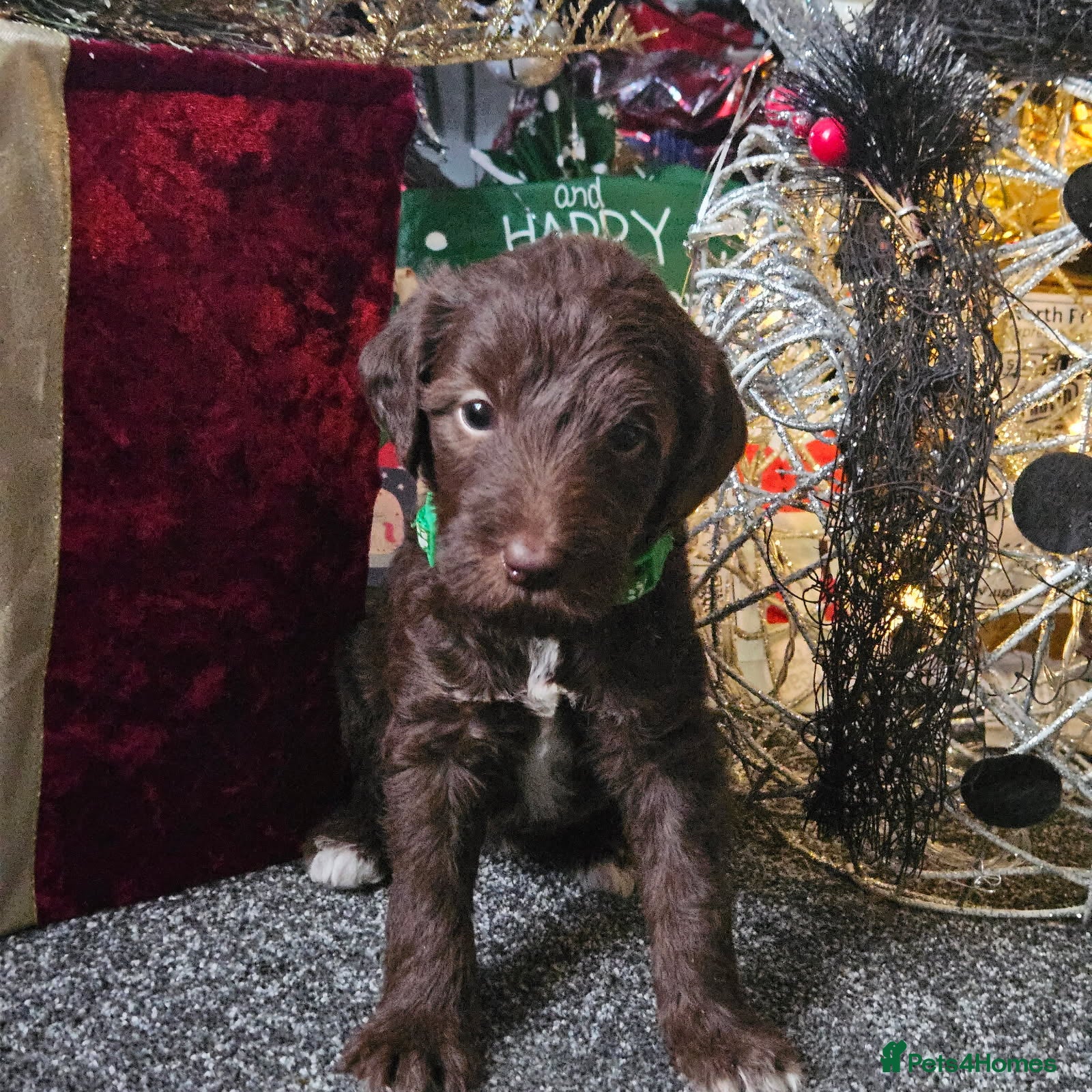 Bedlington Terrier dogs Bedlington whippet  - Advert 2