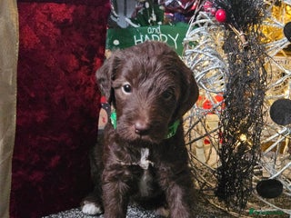 Bedlington Terrier dogs Bedlington whippet - Advert 7