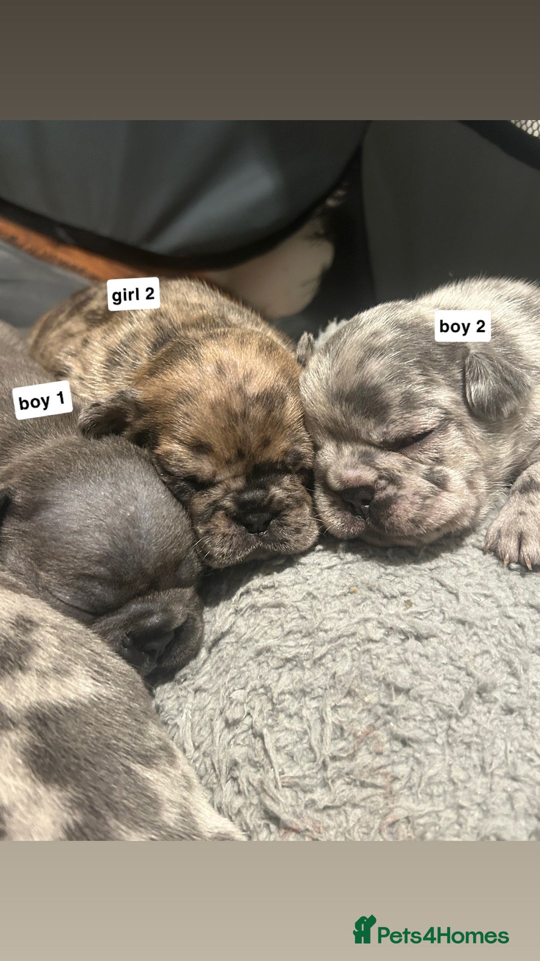 French Bulldog dogs for sale: gorgeous frenchie pups available 🥰 - Advert 1