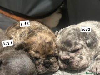 French Bulldog dogs gorgeous frenchie pups available 🥰 - Advert 1