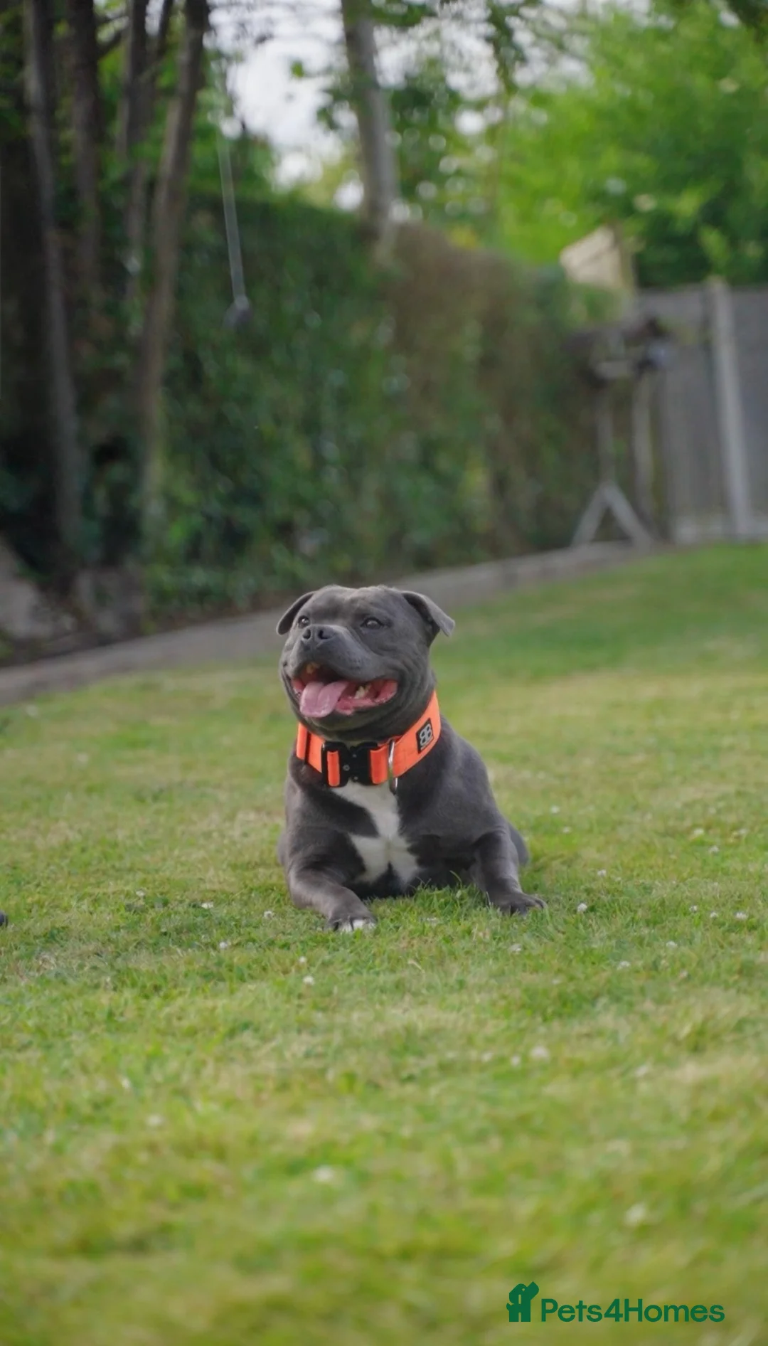 Staffordshire Bull Terrier dogs for stud: NARCOS! THE U.K’s FINEST STAFFY AVAILABLE NOW! in Nottingham - Advert 7