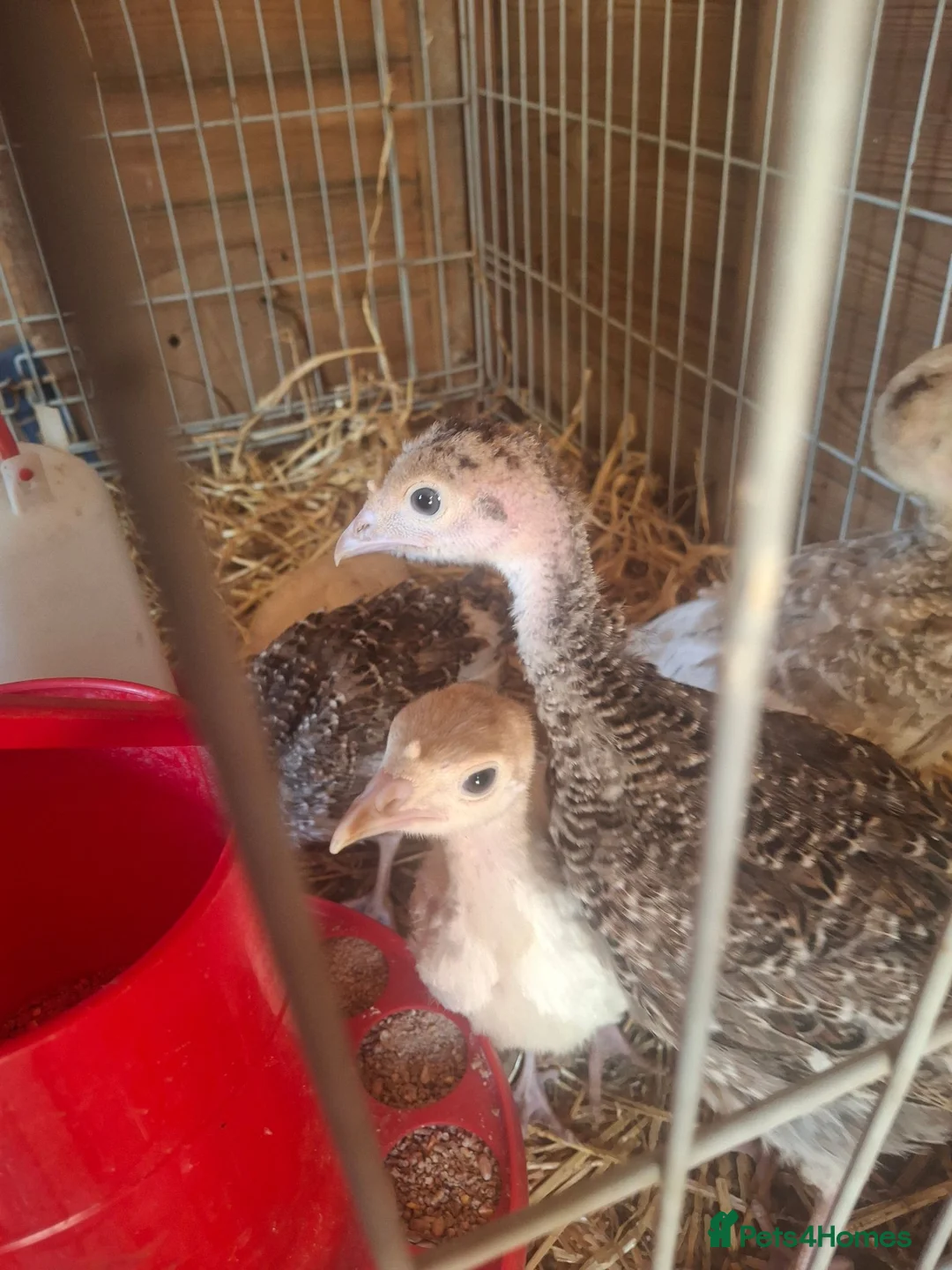 Turkeys poultry for sale: Turkey poults various ages  - Advert 1