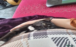 American Shorthair cats for sale: Kittens for sell, ready to go now!  - Image 8