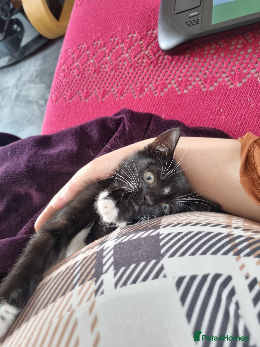 American Shorthair cats for sale: Kittens for sell, ready to go now!  - Image 8