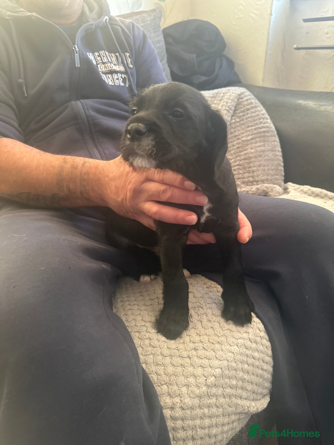 Mixed Breed dogs for sale: 7 beautiful puppies for sale  - Advert 4