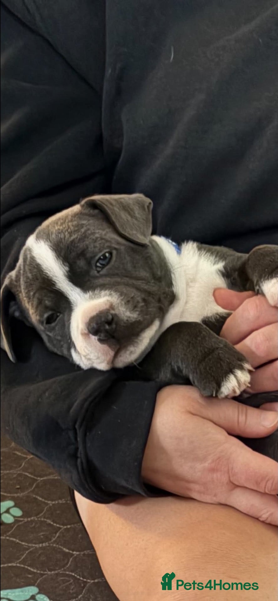 Staffordshire Bull Terrier dogs for sale: Staffordshire bull terrier puppies for sale - Advert 2