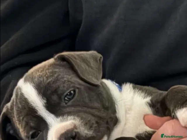 Staffordshire Bull Terrier dogs for sale: Staffordshire bull terrier puppies for sale - Advert 2