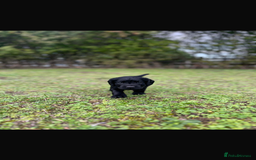Cocker Spaniel dogs for sale: Working Cocker Spaniel Puppies - Image 10