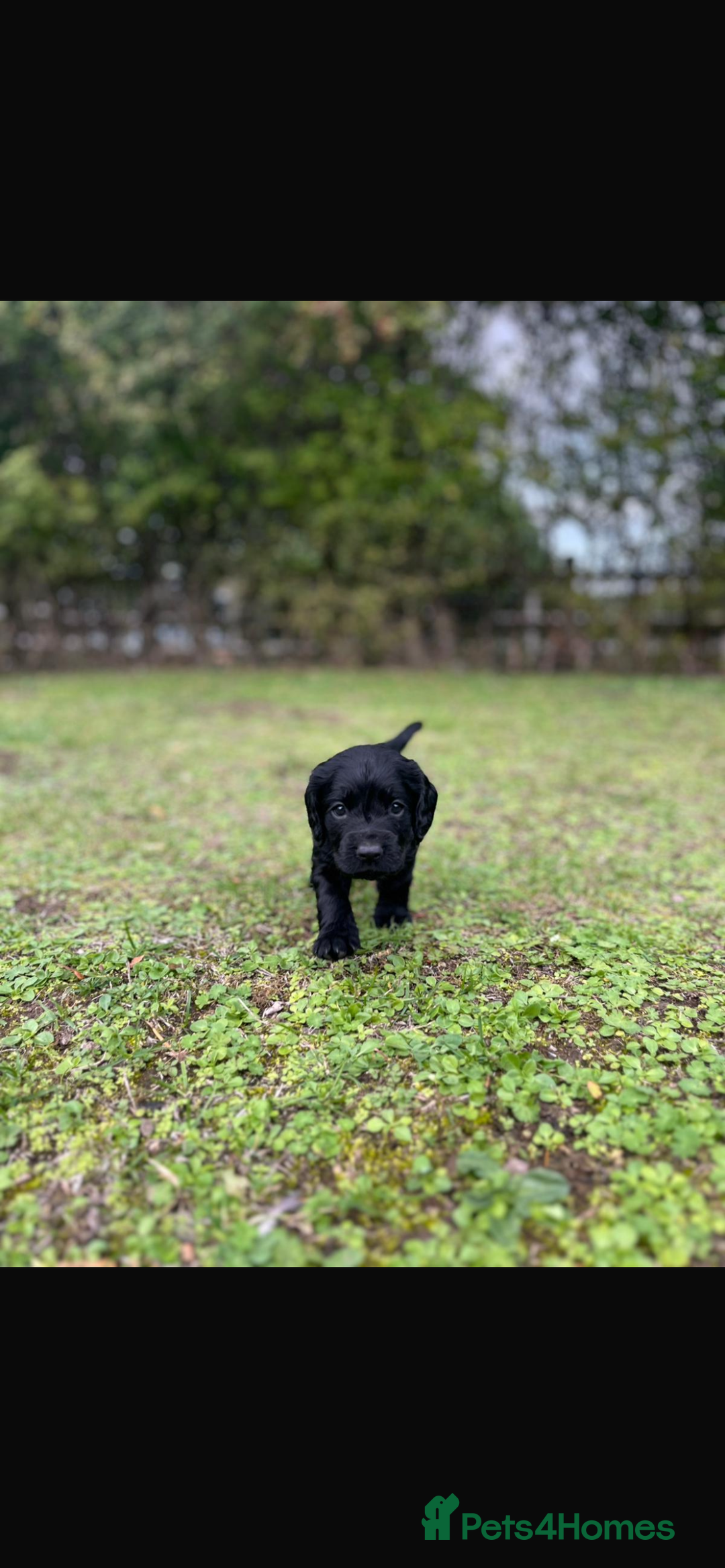 Cocker Spaniel dogs for sale: Working Cocker Spaniel Puppies - Image 10