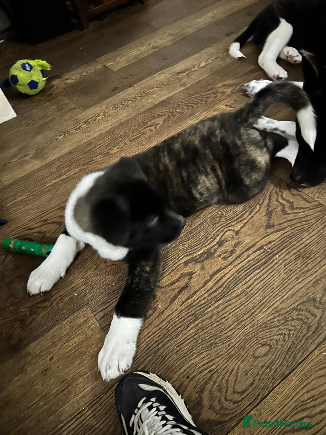 Akita dogs for sale: Akita Puppies for Sale - Advert 36