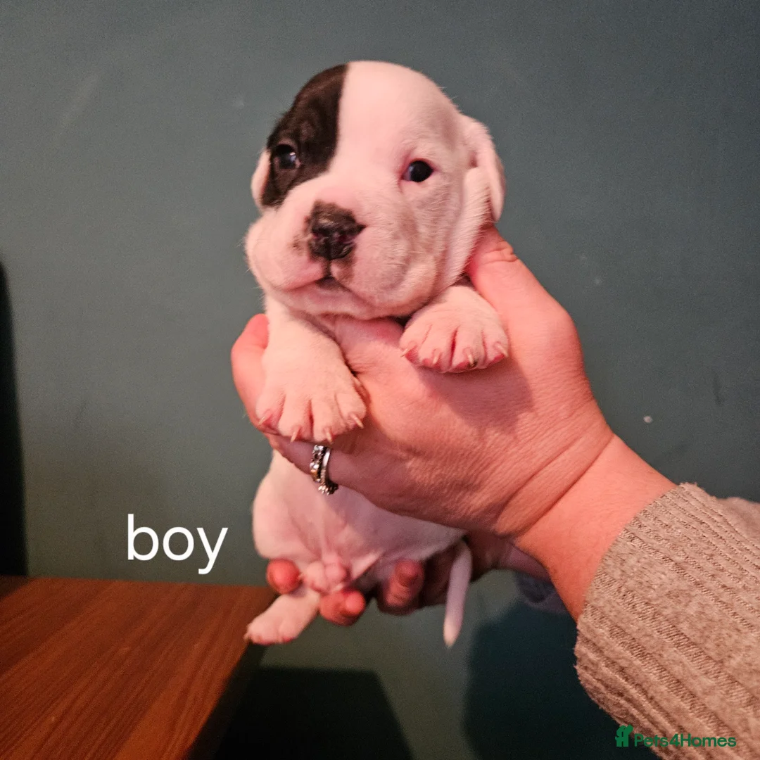Mixed Breed dogs for sale: Staffie spaniel X old English bulldog  - Advert 5