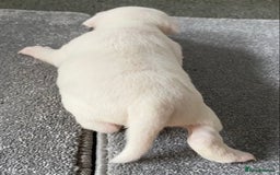 Jack Russell dogs for sale: 6 Jack Russell Puppies  - Advert 35