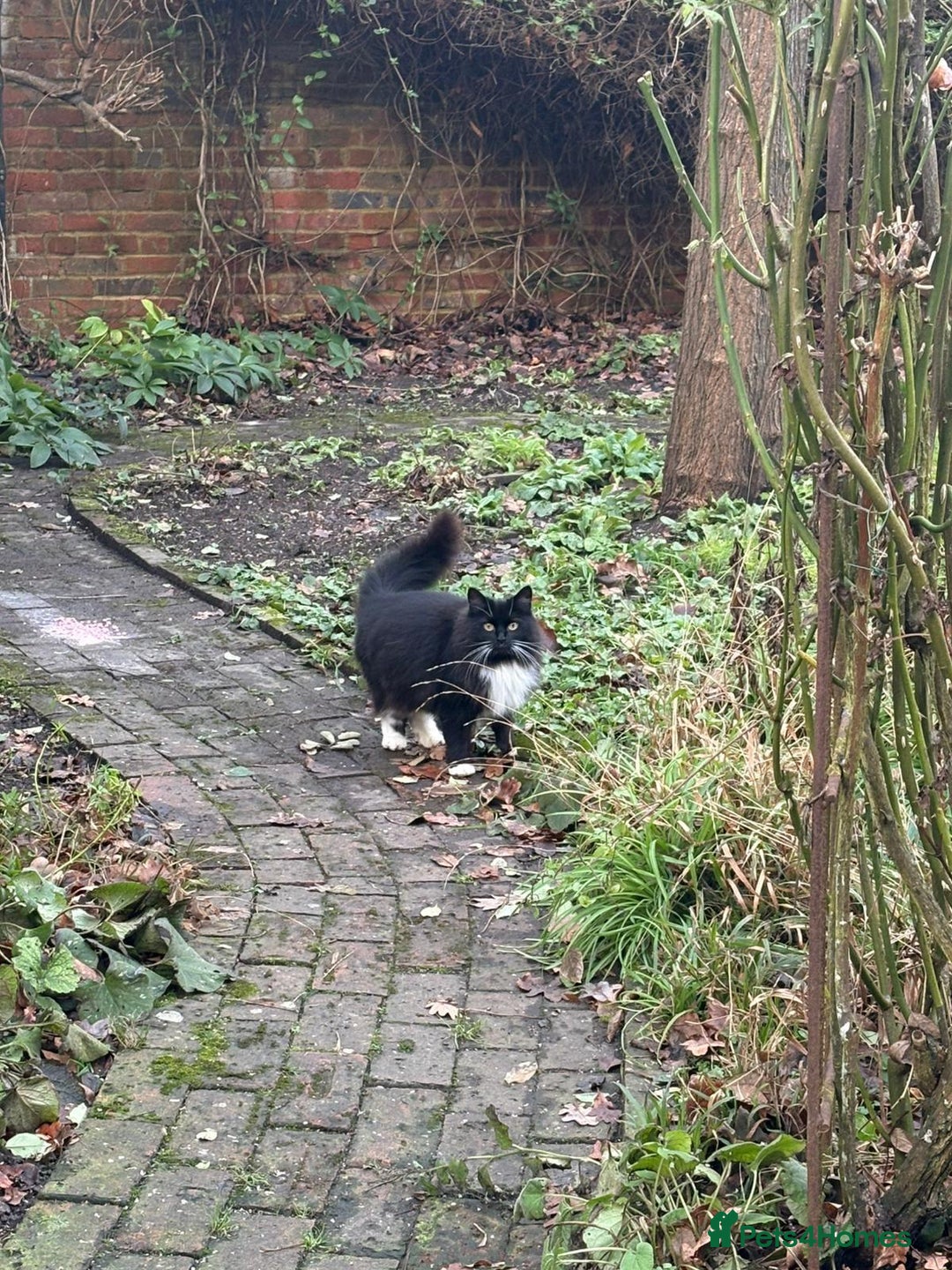 Domestic Shorthair cats for adoption: Bonded mum and son looking for a forever home  - Advert 4