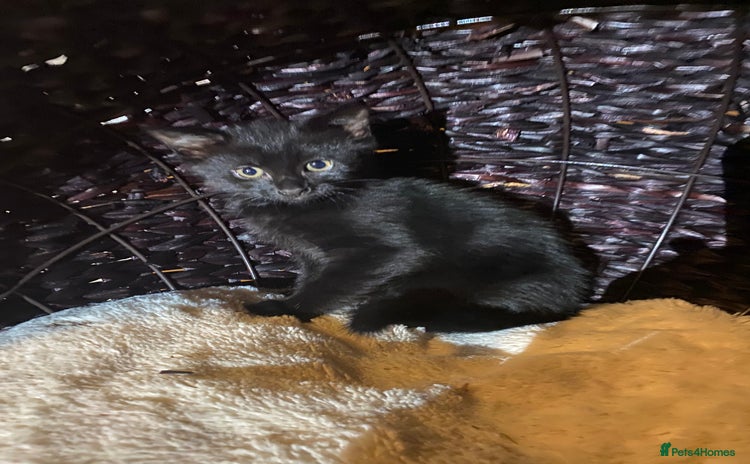 Mixed Breed cats - Advert 8