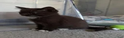 British Shorthair cats for sale: Charming British Shorthair Kittens - Advert 2