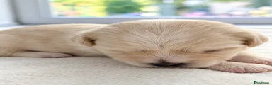 Maltese 7