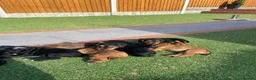 Patterdale Terrier dogs for sale: Pattadale terrier pups in Liverpool - Advert 13