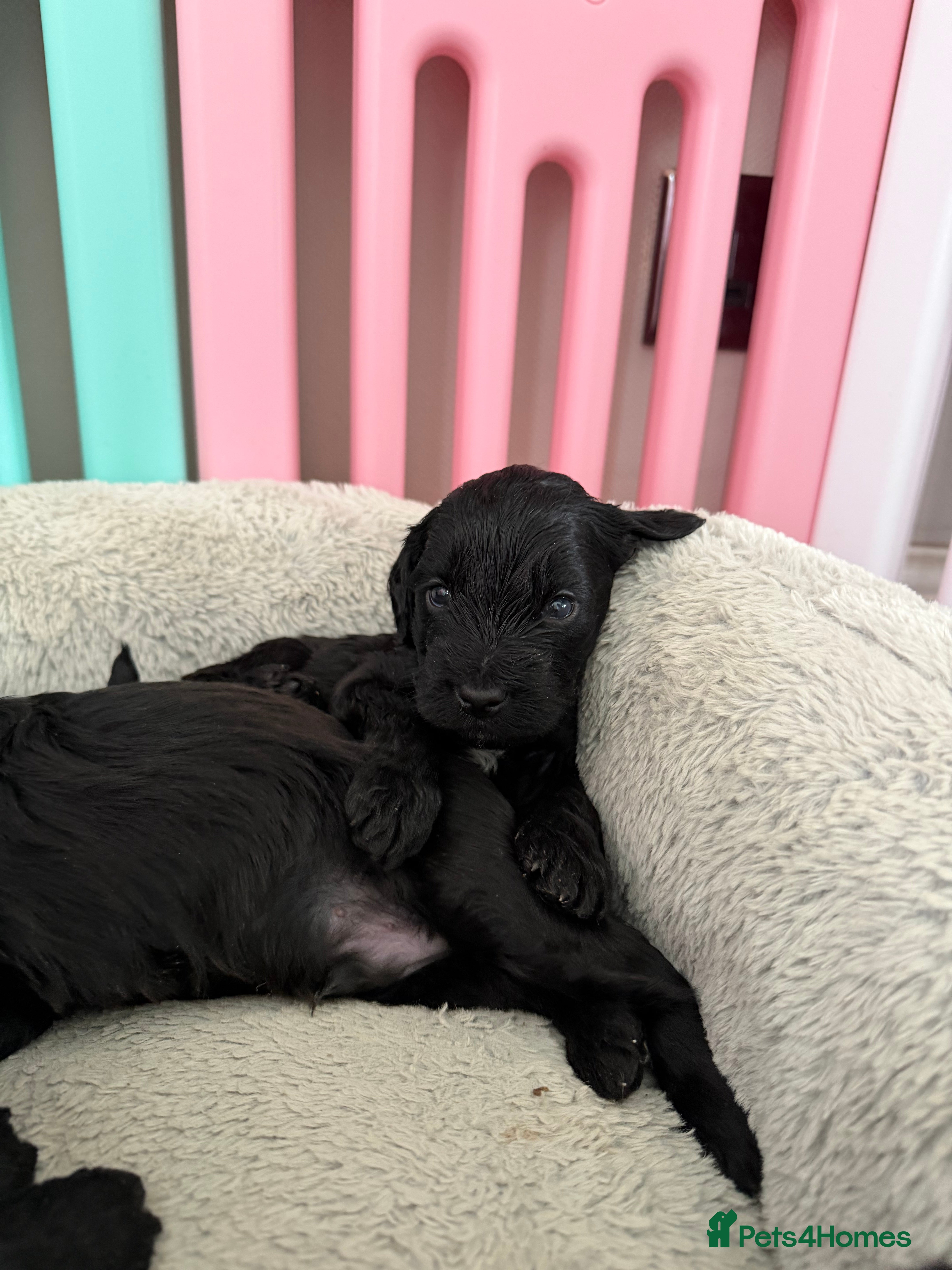 Cockapoo dogs Beautiful litter of cockapoos - Advert 4