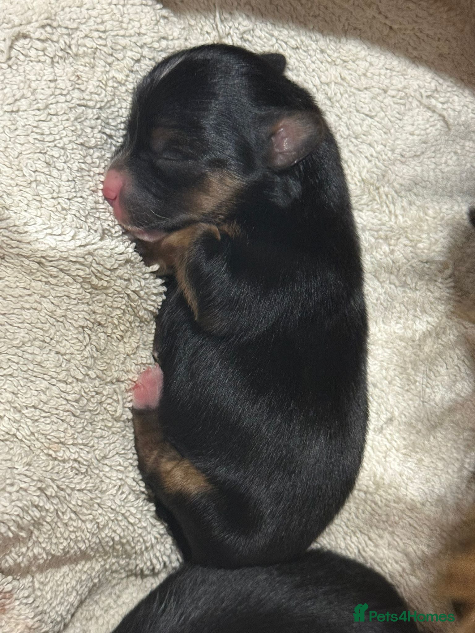 Morkie dogs Morkies <3 5 gorgeous puppies  - Advert 2
