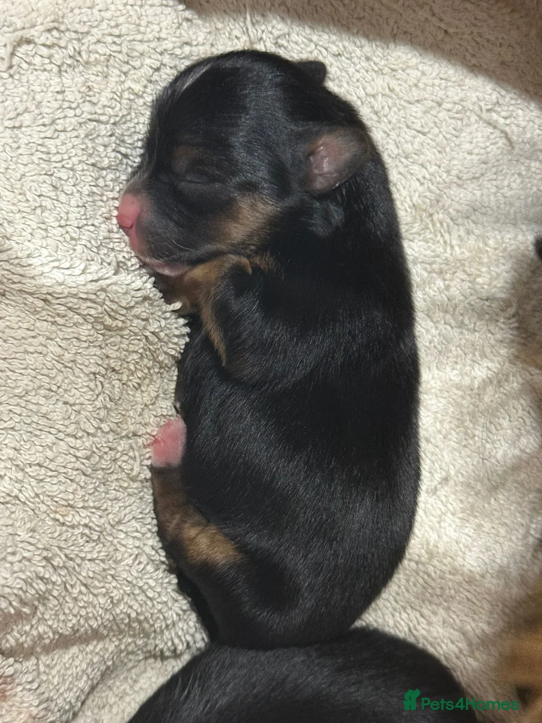 Morkie dogs for sale: Morkies <3 5 gorgeous puppies  in London - Advert 2