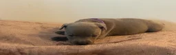 Staffordshire Bull Terrier dogs for sale: 🐾 Gorgeous Blue Staffordshire Bull Terriers Pups  - Advert 21