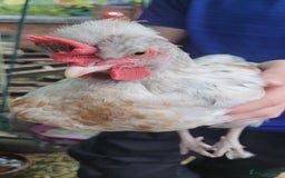 Chickens poultry for sale: Cockrels - Image 5