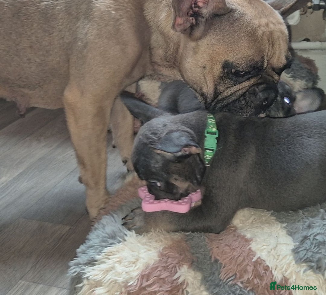 French Bulldog dogs for sale: Beautiful litter of frenchie pups - Image 5
