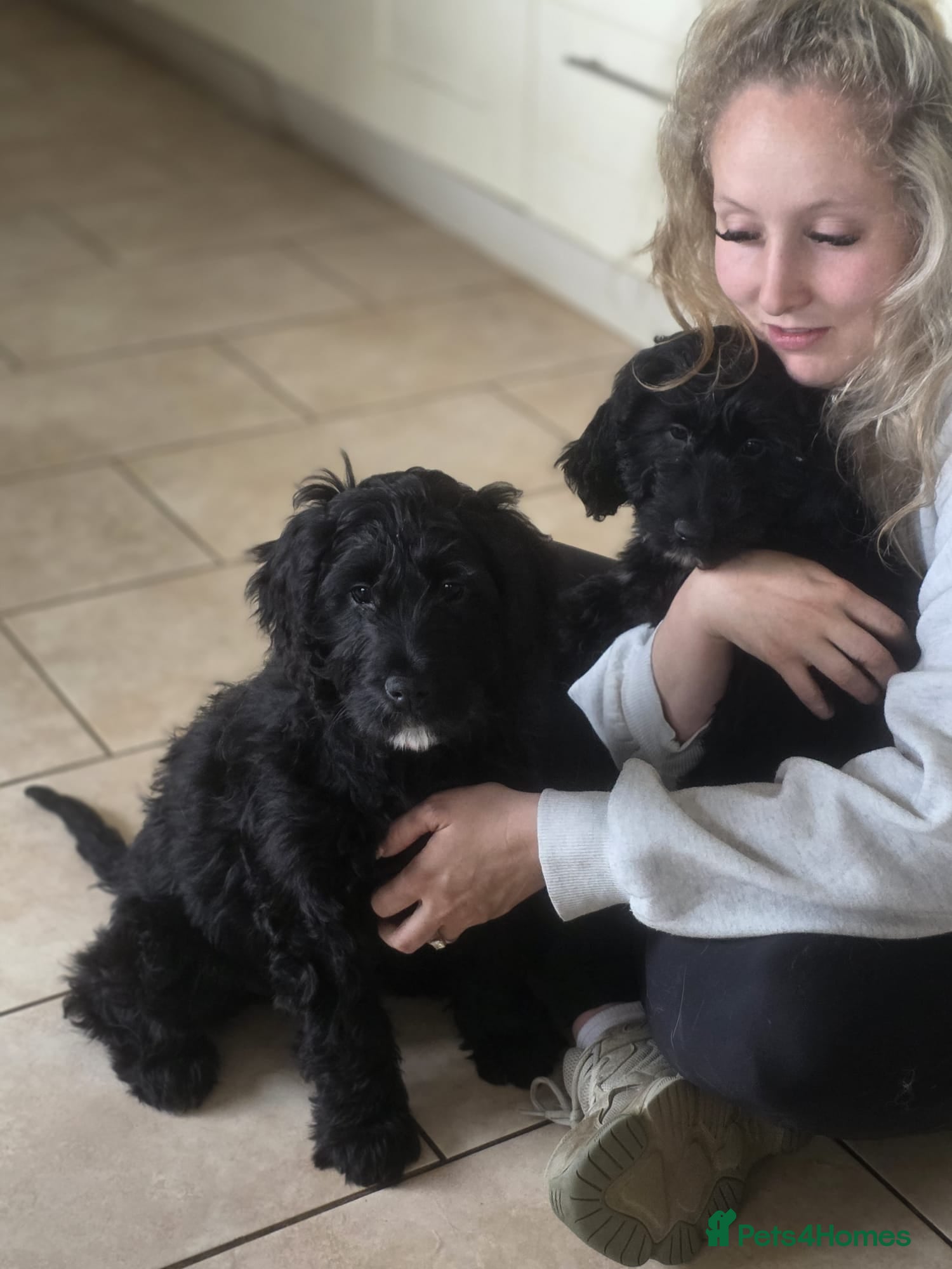 Goldendoodle dogs Ready Now Outstanding F1 Goldendoodle Puppies - Advert 5