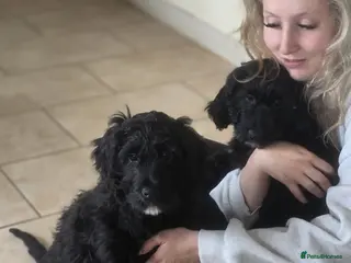 Goldendoodle dogs Ready Now Outstanding F1 Goldendoodle Puppies - Advert 5