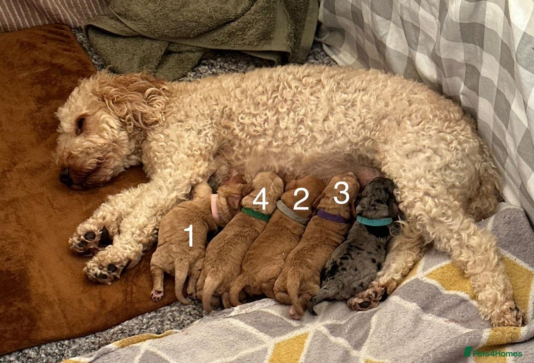 Cockapoo dogs for sale: Cockapoo Pups - Image 18