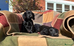 Cocker Spaniel dogs for sale: Beautiful Cocker Spaniel Puppies 🖤🧡 - Image 7