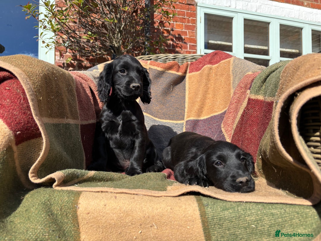 Cocker Spaniel dogs for sale: Beautiful Cocker Spaniel Puppies 🖤🧡 - Image 7