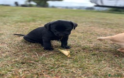 Labrador Retriever dogs for sale: Labrador retriever puppies - Image 5