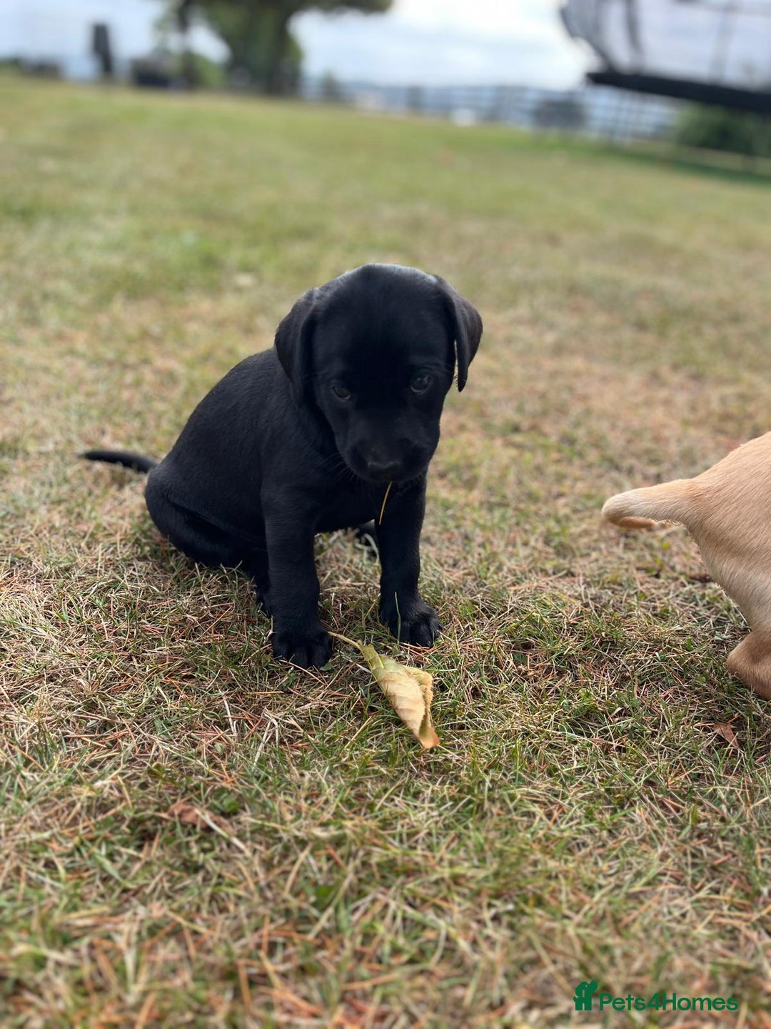 Labrador Retriever dogs for sale: Labrador retriever puppies - Image 5