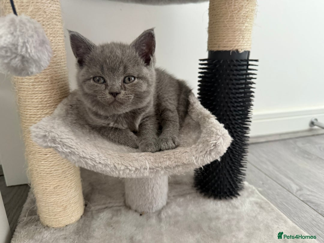 British Shorthair cats for sale: British shorthair kittens  - Image 8