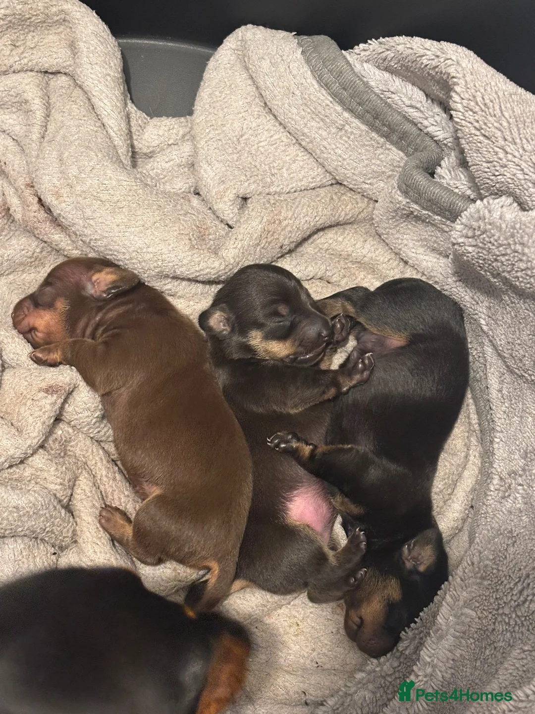 Miniature Dachshund dogs for sale: Miniature dachshunds  - Advert 8