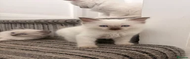Ragdoll 2