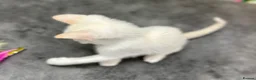 Cornish Rex cats for sale: Beautiful kittens ready now  🐾 - Advert 3