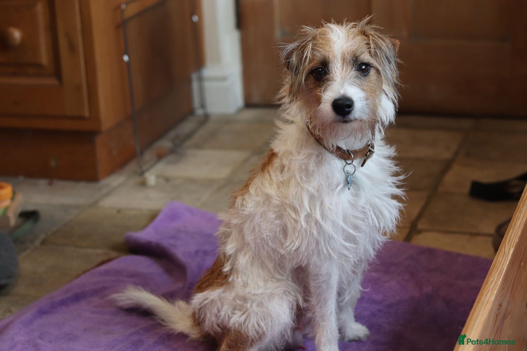 Parson Russell dogs for sale: Gorgeous Parson Russell Boy Puppy - Advert 2