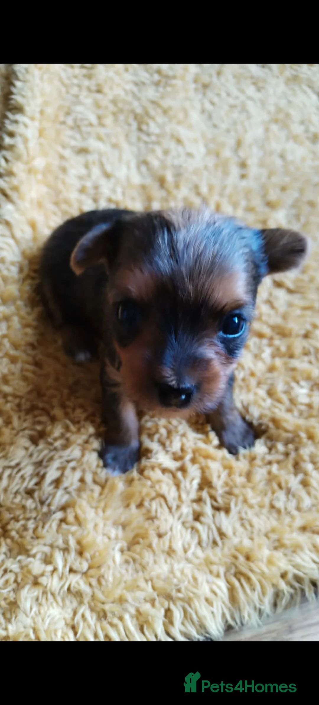 Yorkshire Terrier dogs for sale: Yorkshire Terrier Puppies - Advert 1