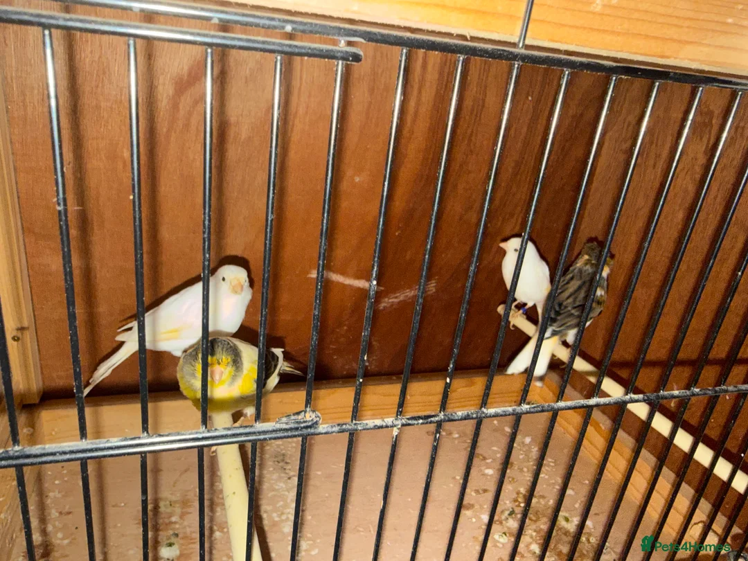 Canaries birds for sale: Canaries  - Advert 2
