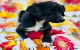 Mixed Breed dogs for adoption: Adorable Anastasia - Image 4